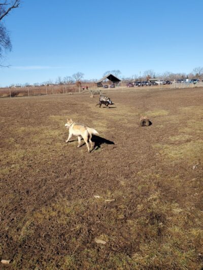 Schweitzer Woods Forest Preserve - West Dundee, IL