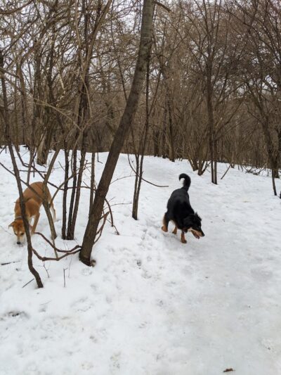 Schweitzer Woods Forest Preserve - West Dundee, IL