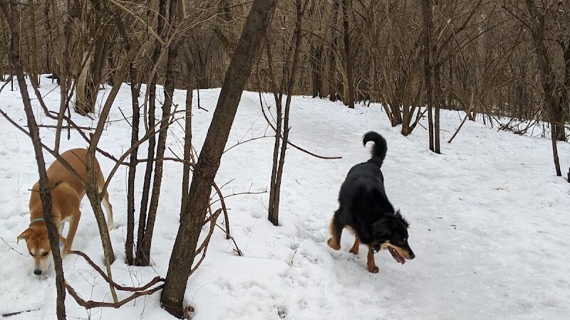 Schweitzer Woods Forest Preserve - West Dundee, IL