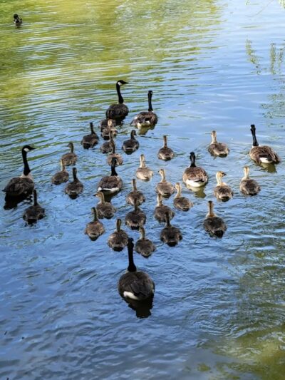 Elizabeth Park - West Hartford, CT