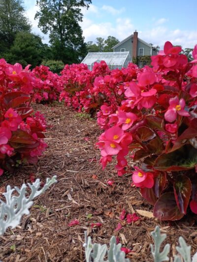 Elizabeth Park - West Hartford, CT