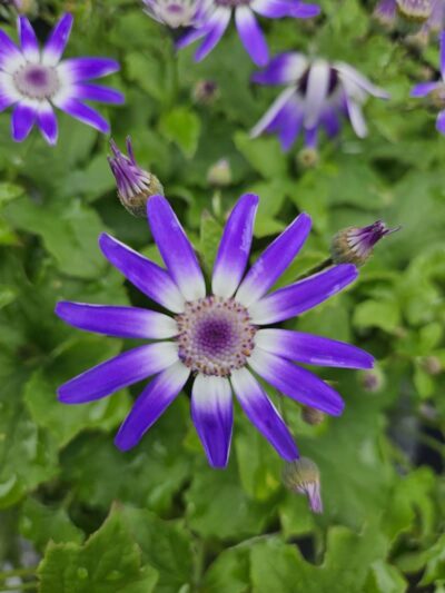 Elizabeth Park - West Hartford, CT