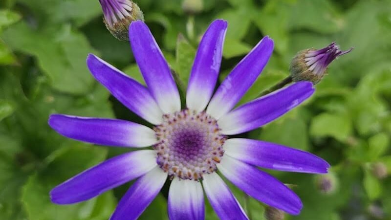 Elizabeth Park - West Hartford, CT