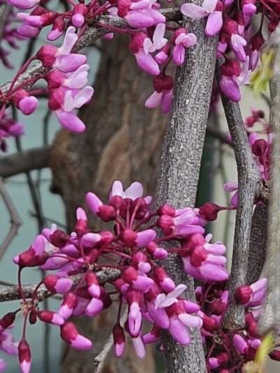 Elizabeth Park - West Hartford, CT