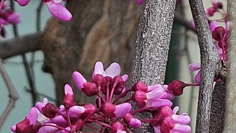 Elizabeth Park - West Hartford, CT