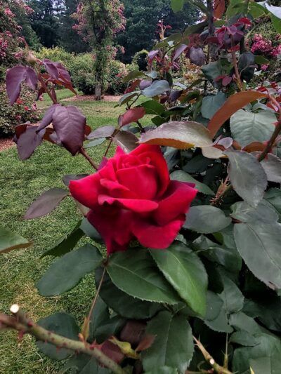 Elizabeth Park Conservancy - West Hartford, CT