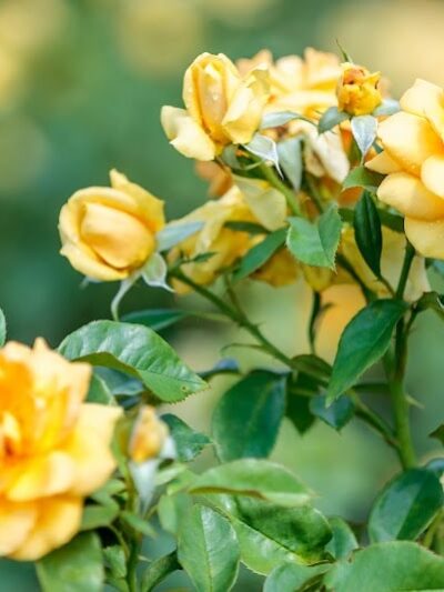 Elizabeth Park Conservancy - West Hartford, CT