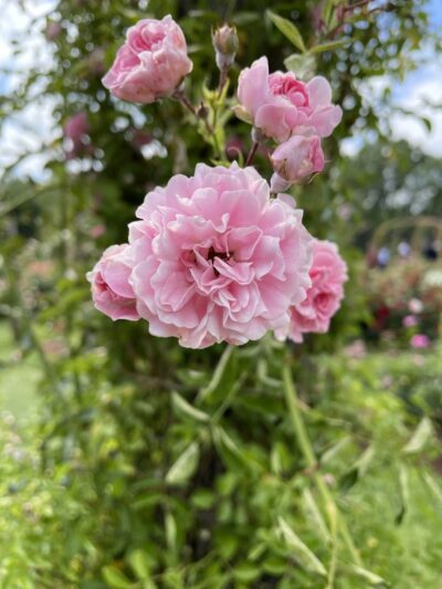 Friends of Elizabeth Park - West Hartford, CT