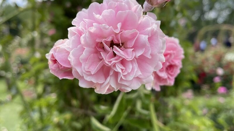 Friends of Elizabeth Park - West Hartford, CT