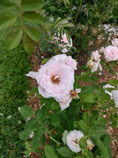 Friends of Elizabeth Park - West Hartford, CT