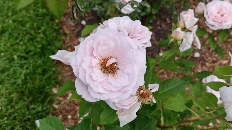 Friends of Elizabeth Park - West Hartford, CT