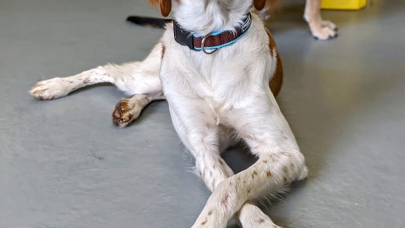 Planet Bark - West Hartford, CT