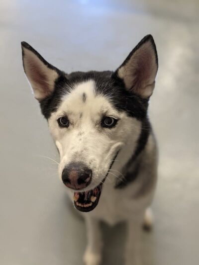 Planet Bark - West Hartford, CT