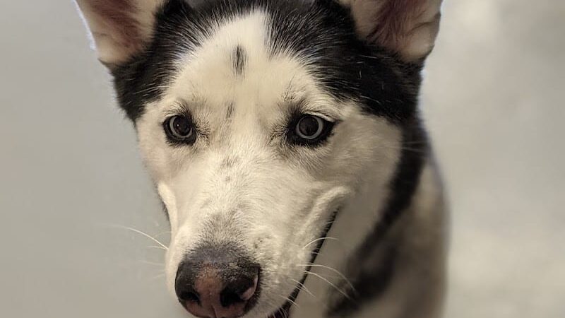 Planet Bark - West Hartford, CT