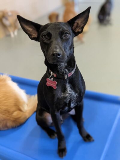 Planet Bark - West Hartford, CT