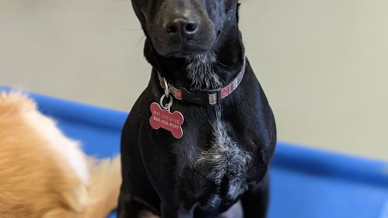 Planet Bark - West Hartford, CT