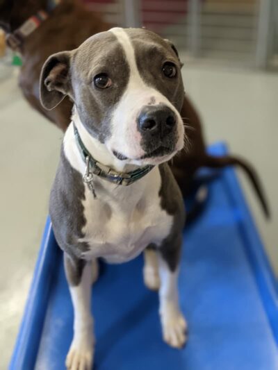 Planet Bark - West Hartford, CT