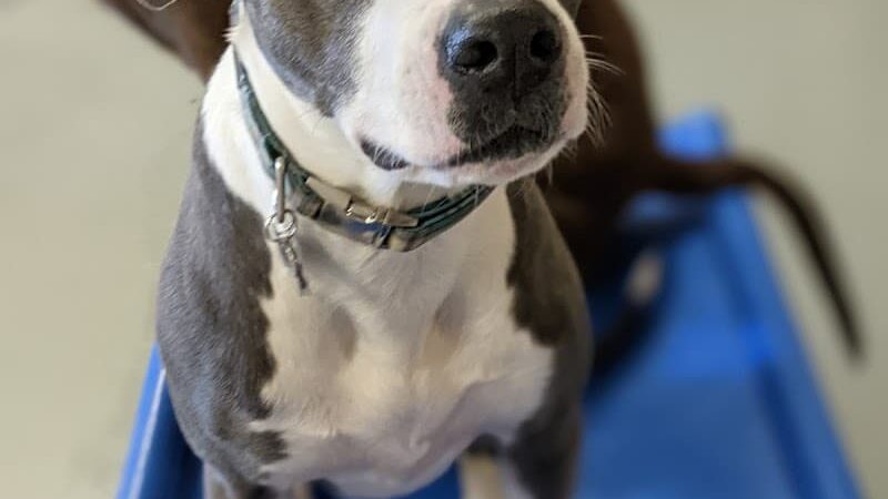 Planet Bark - West Hartford, CT