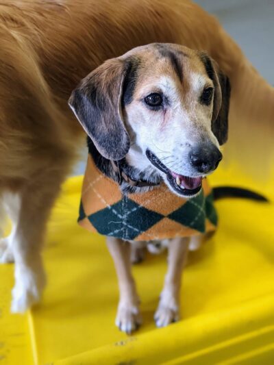 Planet Bark - West Hartford, CT