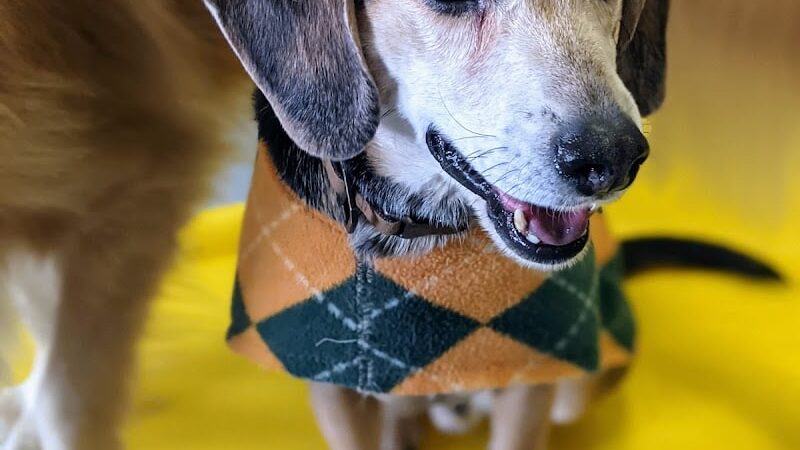 Planet Bark - West Hartford, CT