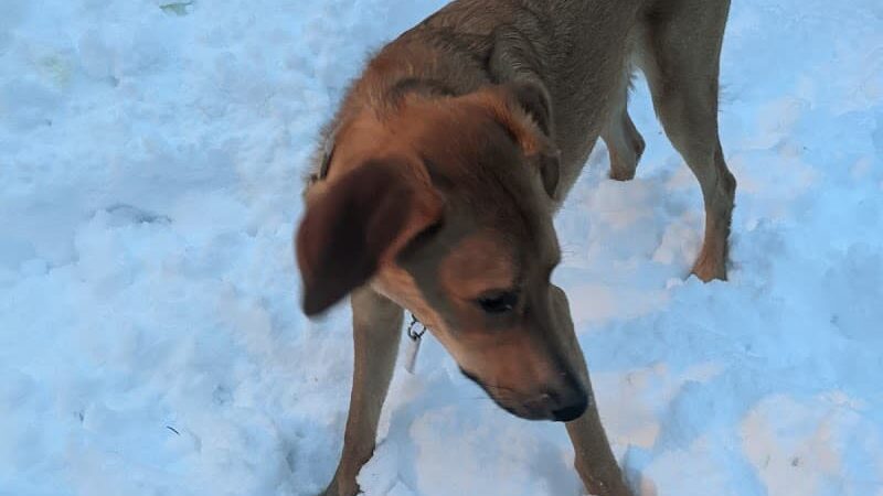 Planet Bark - West Hartford, CT