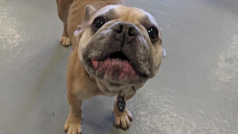 Planet Bark - West Hartford, CT