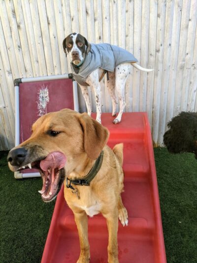 Planet Bark - West Hartford, CT