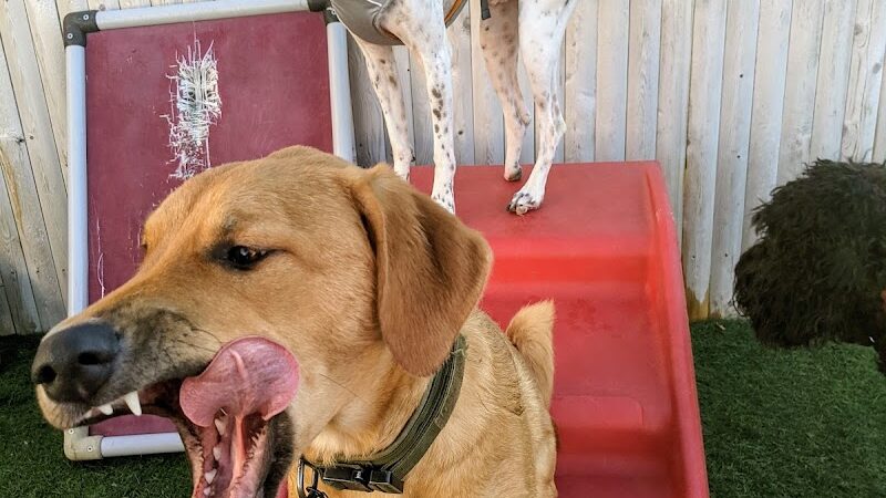 Planet Bark - West Hartford, CT