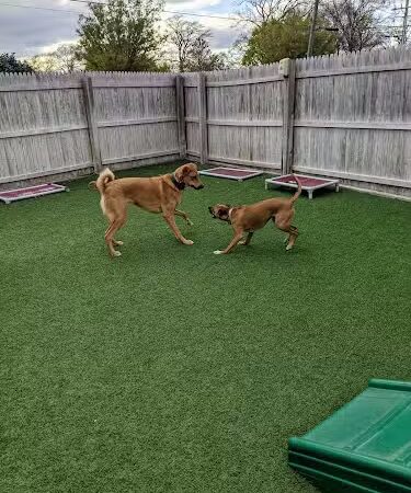 Planet Bark - West Hartford, CT