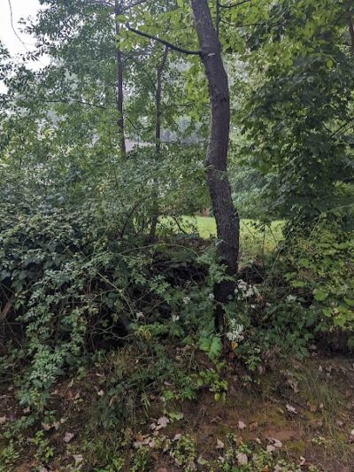 Trout Brook Trail - West Hartford, CT