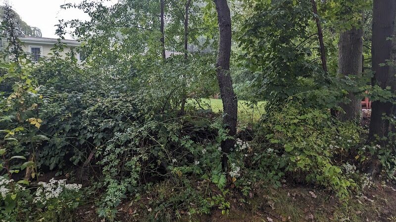 Trout Brook Trail - West Hartford, CT