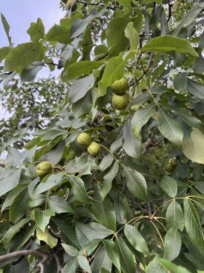 Elizabeth Park Conservancy - West Hartford, CT