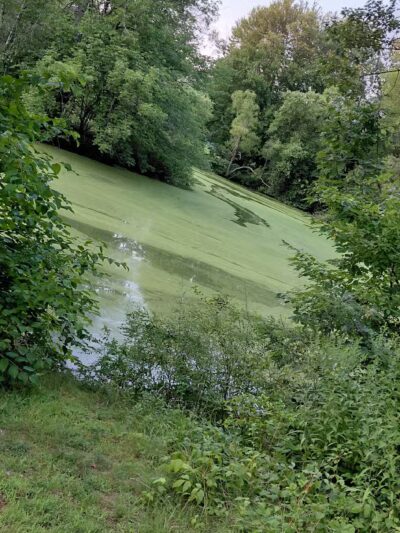 Elizabeth Park Conservancy - West Hartford, CT