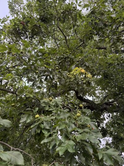 Elizabeth Park Conservancy - West Hartford, CT