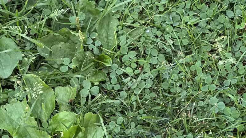 Elizabeth Park Conservancy - West Hartford, CT
