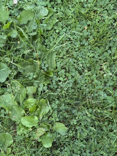 Elizabeth Park Conservancy - West Hartford, CT