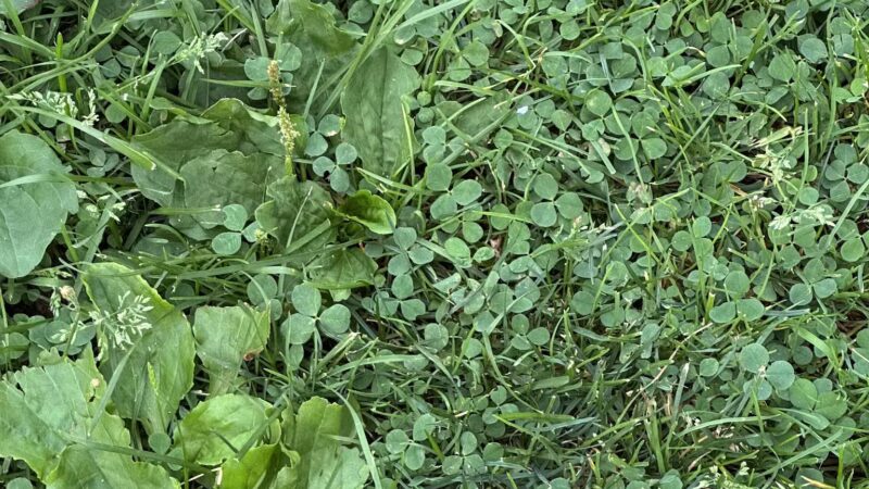 Elizabeth Park Conservancy - West Hartford, CT