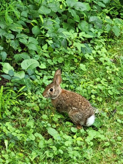 Elizabeth Park Walbridge Street / John A. Keane Memorial Arch Entrance - West Hartford, CT