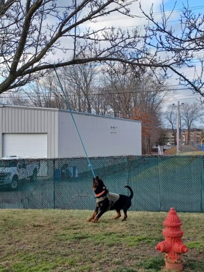 Veterans Memorial Dog Park - West Haven, CT