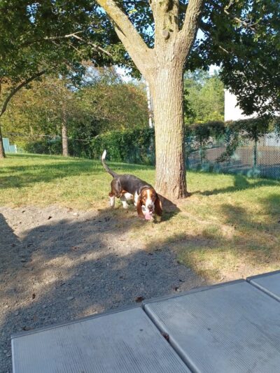Veterans Memorial Dog Park - West Haven, CT