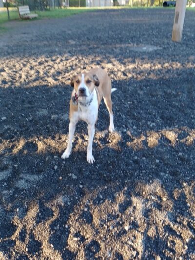 Veterans Memorial Dog Park - West Haven, CT
