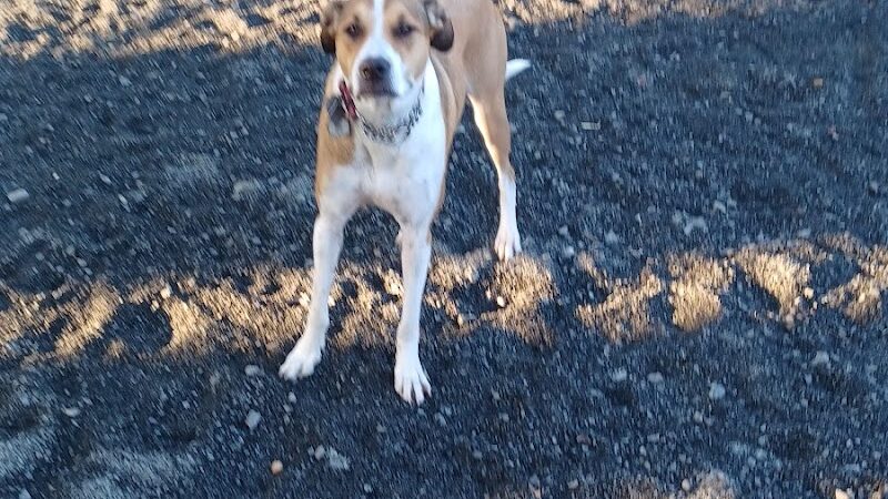 Veterans Memorial Dog Park - West Haven, CT