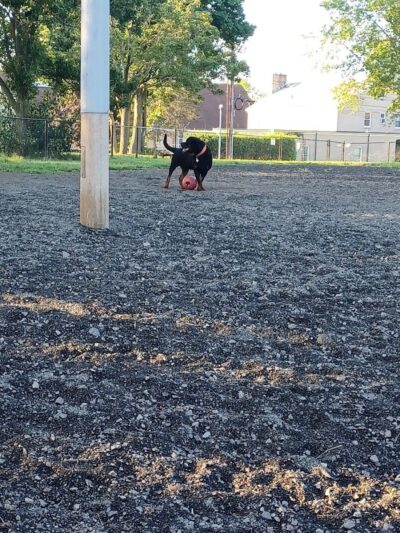 Veterans Memorial Dog Park - West Haven, CT