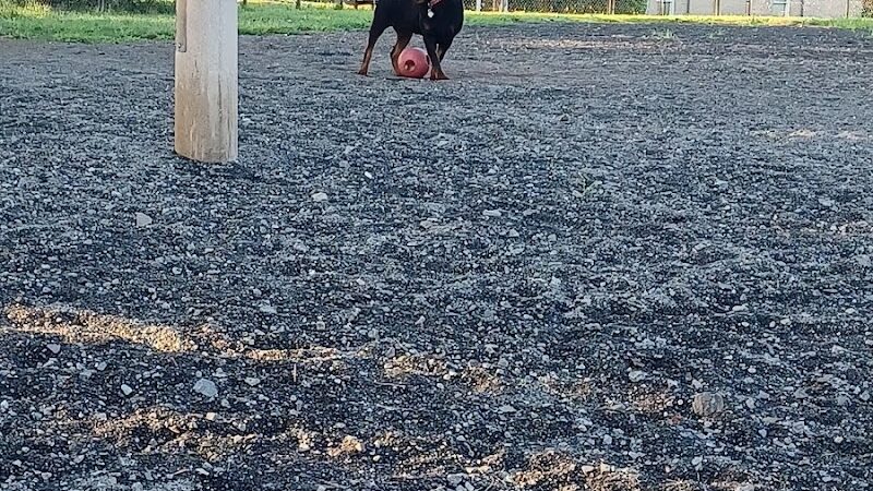 Veterans Memorial Dog Park - West Haven, CT