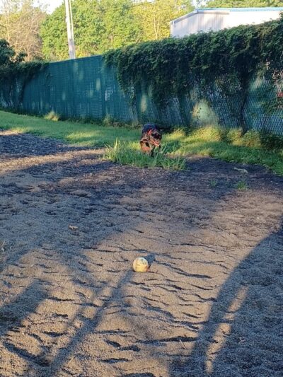 Veterans Memorial Dog Park - West Haven, CT