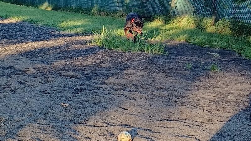 Veterans Memorial Dog Park - West Haven, CT