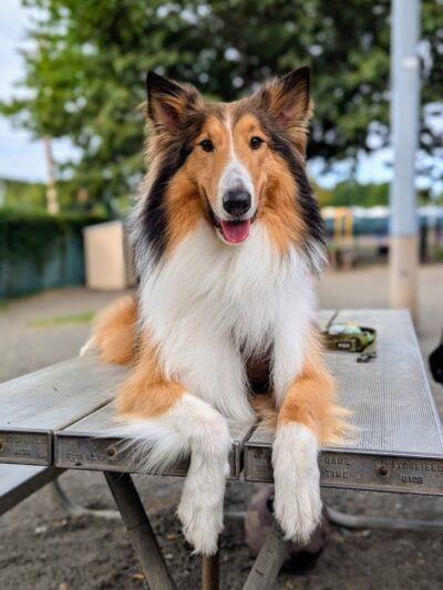 Veterans Memorial Dog Park - West Haven, CT
