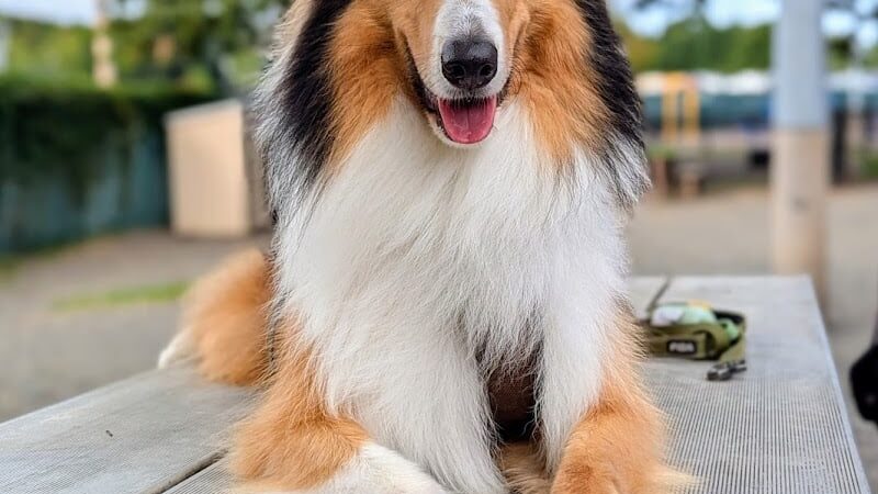 Veterans Memorial Dog Park - West Haven, CT