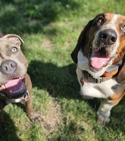 Veterans Memorial Dog Park - West Haven, CT