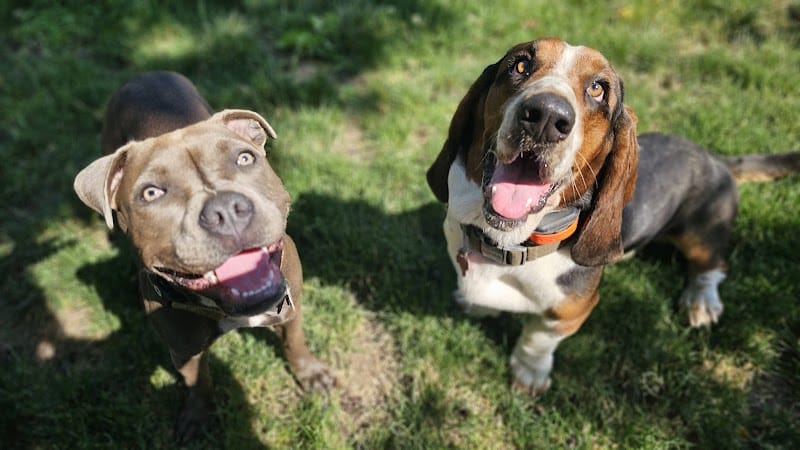 Veterans Memorial Dog Park - West Haven, CT